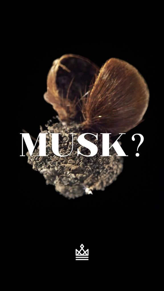 From Animalic to Synthetic: The Evolution of Musk in Fragrance