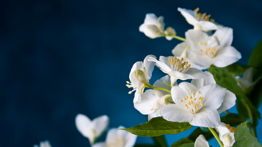 Jasmine Flower Perfume